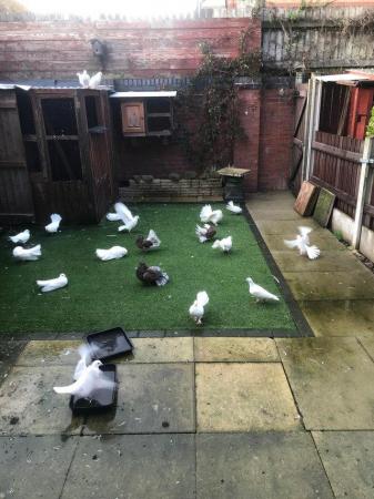 Image 3 of Young fantail pigeons and doves for sale