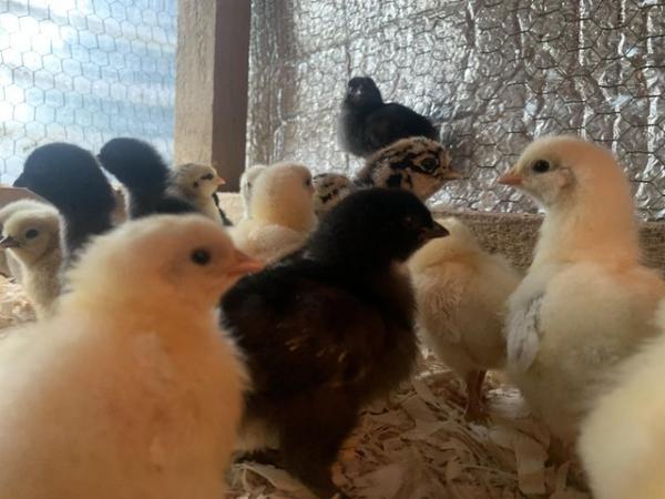 Image 1 of Laying crosses chicks available day old other ages available