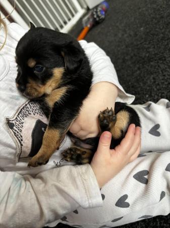 Image 6 of Last little puppy for sale looking for his foreve ready now