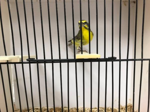 Image 3 of various 2023 bred Finches for sale