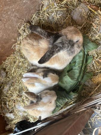 Image 1 of 10 week old baby rabbits for sale