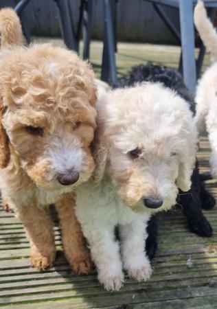 Image 7 of Ready to leave now. Goldendoodle puppies
