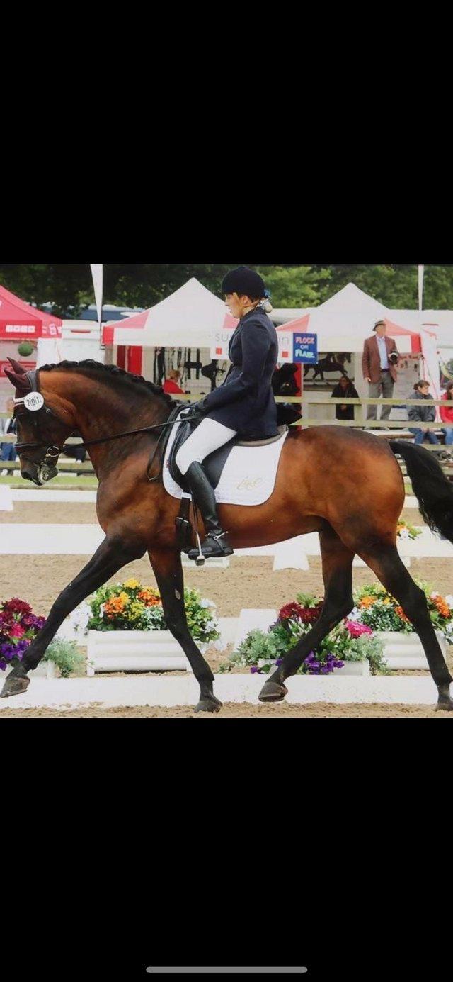 Preview of the first image of Experienced rider for dressage stallion.