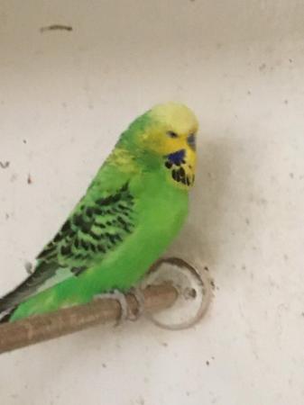 Image 1 of Adult and Baby Budgies for sale from £10.00 each