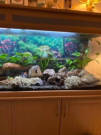Image 8 of 6ft seabray aquarium with arrow frogs