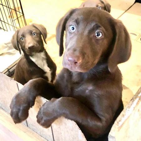 Image 8 of Labrador x Collie Boradore chocolate puppies