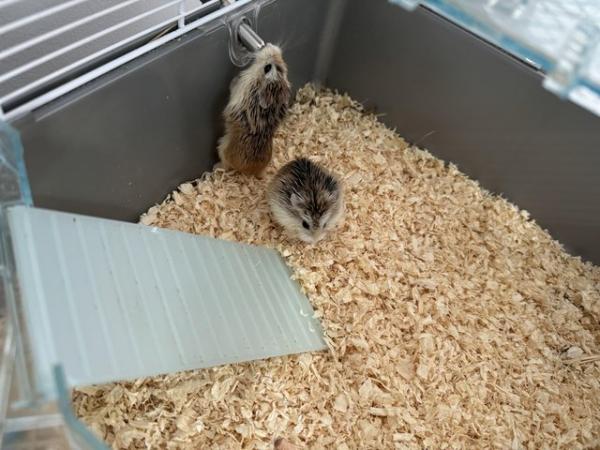 Image 4 of Dwarf female hamster pair & cage