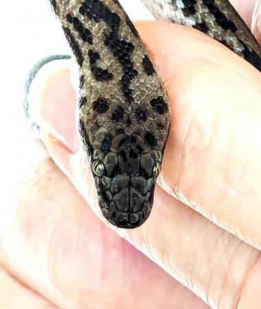 Image 2 of Spotted Pythons  Subadult  Antaresia Maculosa