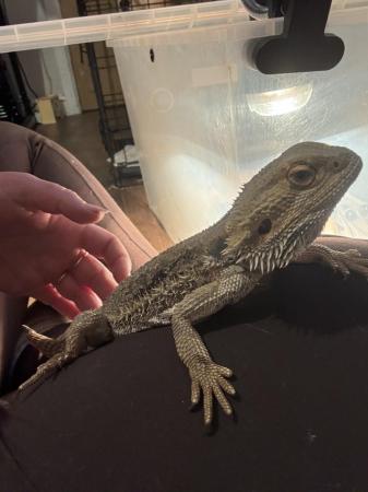Image 6 of Bearded dragon looking for 5* home