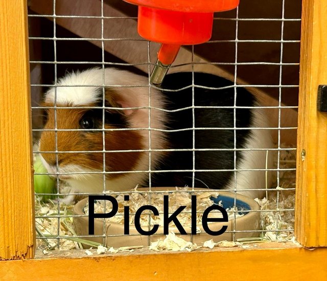 Preview of the first image of Rescue Guinea Pigs (with advice and guidance) for Adoption.