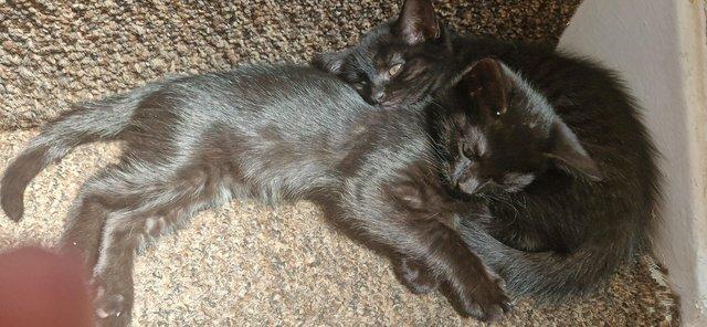 Image 5 of 2 kittens for sale. Mixed breed male and female