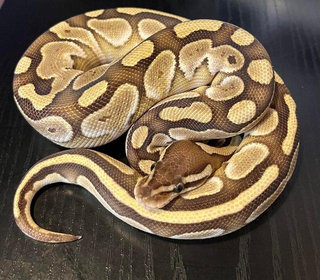 Preview of the first image of Lesser 100% Het Albino Ball Python.