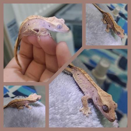Image 3 of Stunning crested gecko hatchlings/juveniles