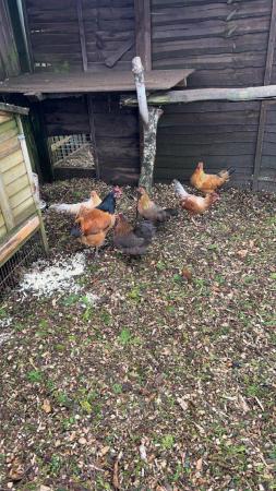 Image 3 of Large fowl and bantam hens available