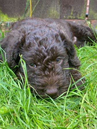 Image 9 of F1 miniature labradoodle girl.