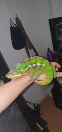 Image 5 of Rehoming adult panther chameleon