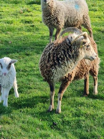 Image 1 of Soay,sheep and lambs and wethers