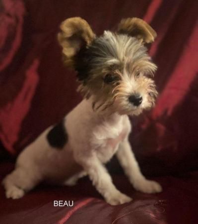 Image 17 of Biewer Yorkshire Terrier Puppies for sale