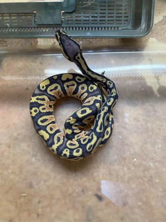 Image 4 of Royal python Mojave pastel £80