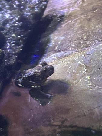 Image 2 of Fire Belly Toads Near Maldon