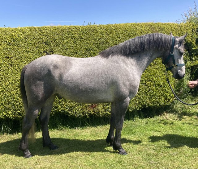 Preview of the first image of 3 yr old Homebred Connemara Gelding.
