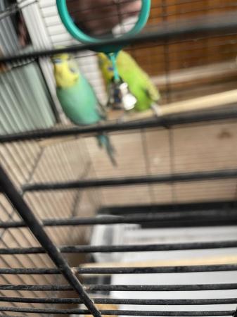 Image 6 of Pair of budgies with cage