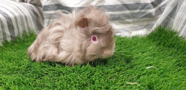 Image 8 of I have for sale Boar (Male) Guinea Pigs