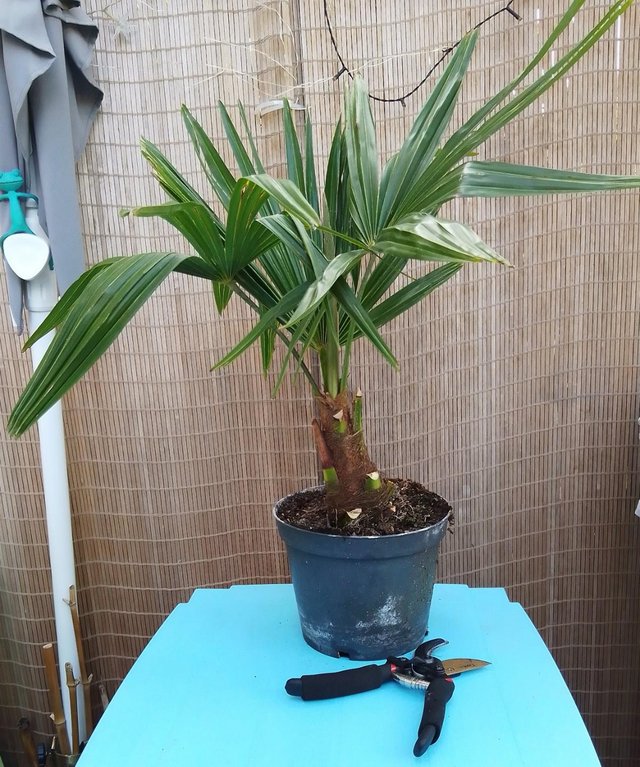 Preview of the first image of Palm Tree Windmill Hardy UK Grown Plant.
