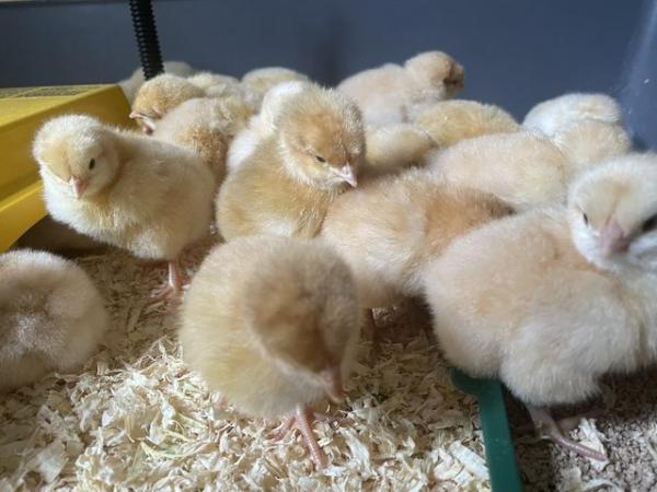 Image 2 of Orpington chicks available