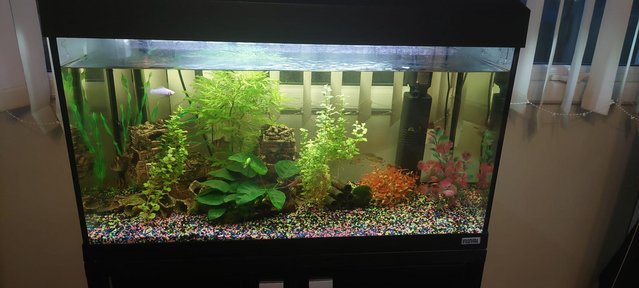 Image 4 of Fishtank and accessories