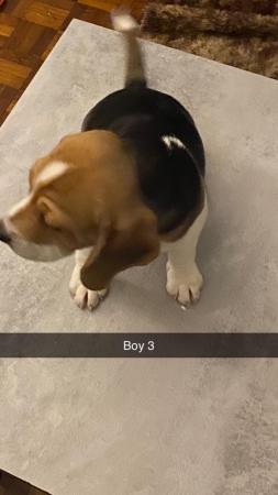 Image 4 of 3 pedigree beagle puppies for sale