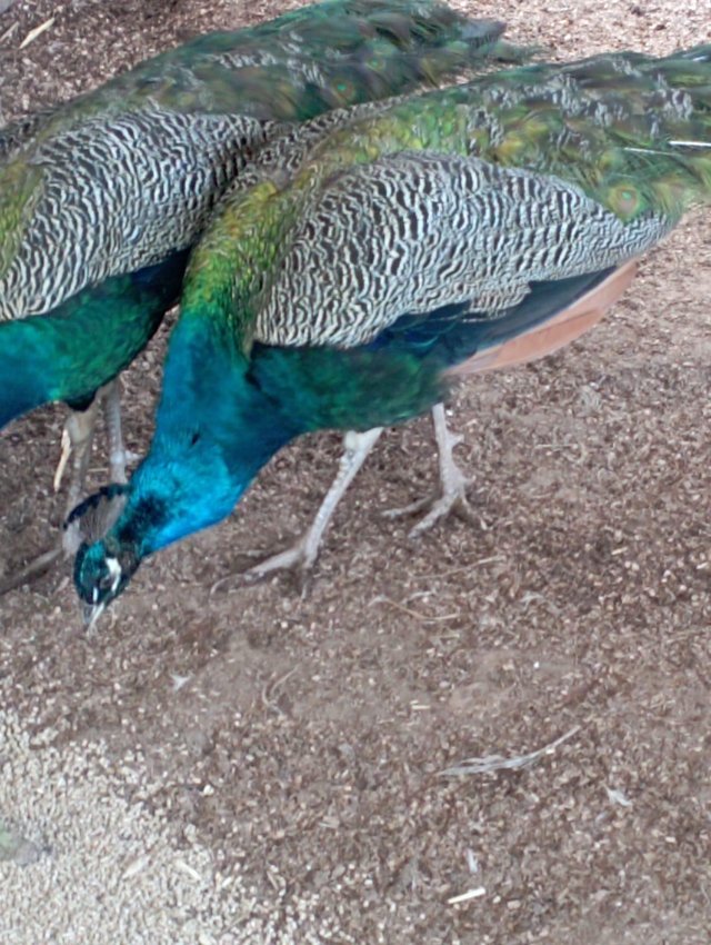 Preview of the first image of male Indian Blue peacock.