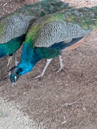 Image 1 of male Indian Blue peacock