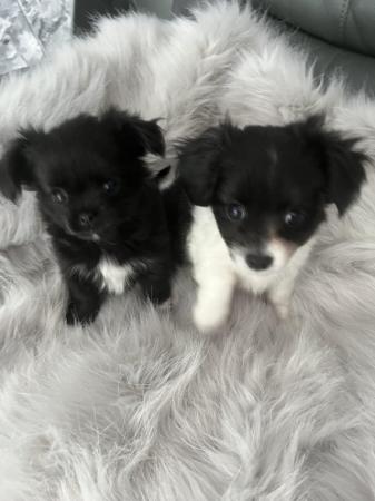 Image 6 of Beautiful Long Haired Chihuahua Puppies