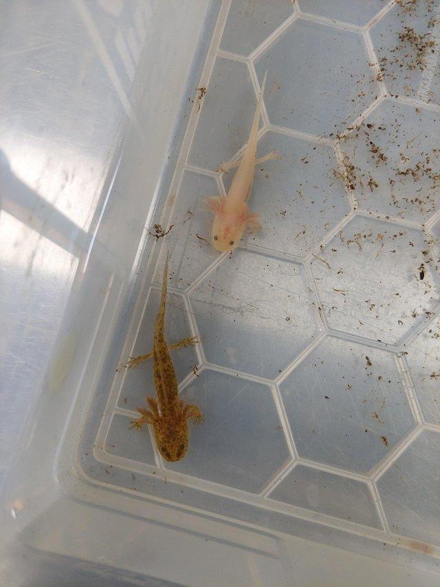 Preview of the first image of Baby axolotls looking for new homes only 4 left now.