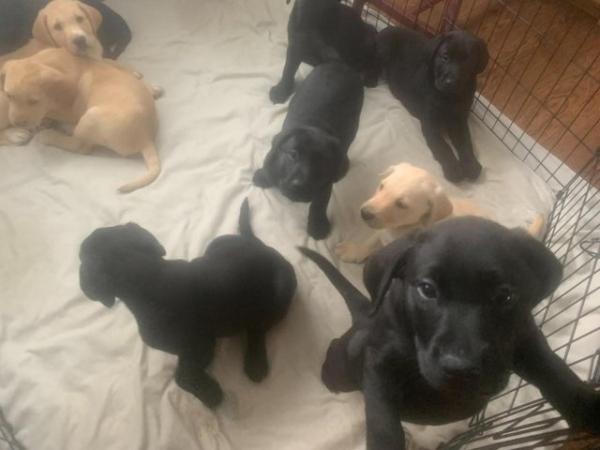 Image 3 of Quality KC Registered Health Tested Parents Labrador Puppies