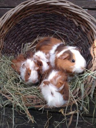Image 2 of Guinea pig pups, tufty coated READY SOON AT 8 WEEKS