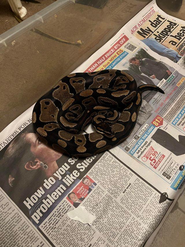 Preview of the first image of Normal ball python for sale !!.