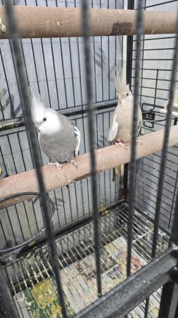 Image 2 of Cockatiel birds for sale
