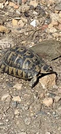 Image 1 of Tortoises unwanted , or need to rehome