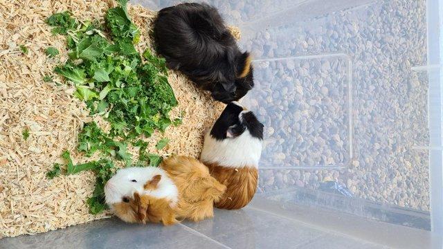 Image 7 of Adorable baby Guineapig's for sale.