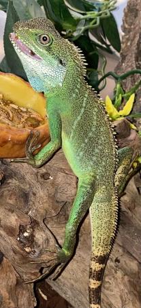Image 5 of 7 month old Chinese water dragon with accessories and Viv