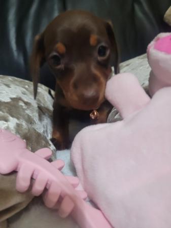 Image 16 of Reduced minature dachshund puppy's