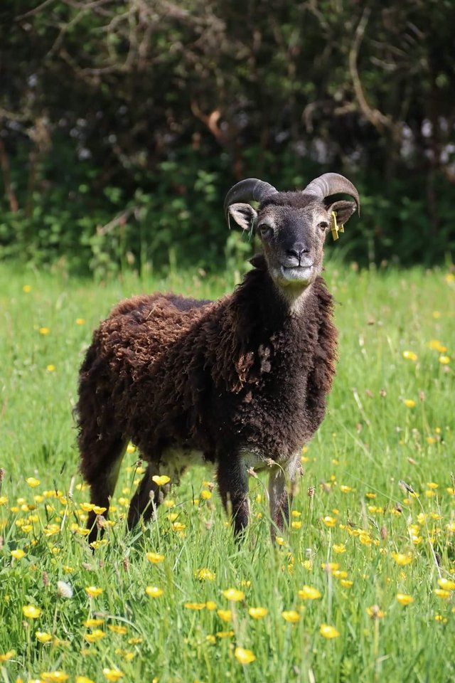 Preview of the first image of SOAY EWEYEARLINGS fully registered.