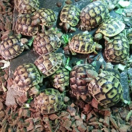 Image 6 of HURRY, last remaining baby tortoises of 2023, Plus set up.