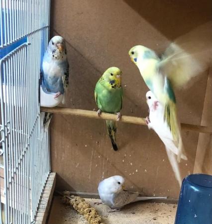 Image 7 of Young budgies looking for good homes