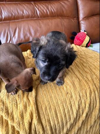 Image 1 of 9 Week Old Cross Breed pup chipped,
