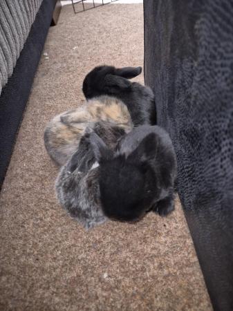 Image 7 of 8 week old Mini lops for  sale