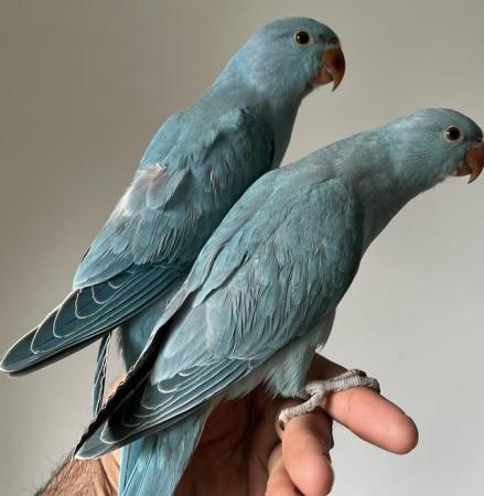 Image 5 of Handreared Silly Tame Baby Blue Ringneck Parrots