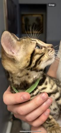 Image 5 of Purebred rosetted bengal kittens